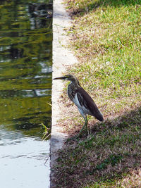 Gray heron perching on leaf