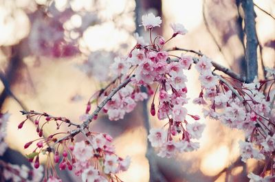 Close-up of cherry blossom tree