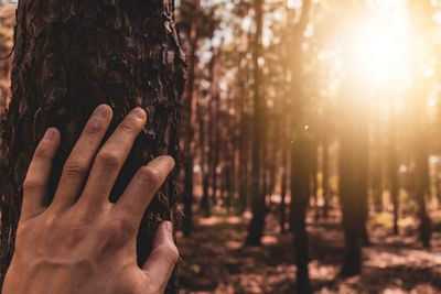 Close-up of hand on tree trunk