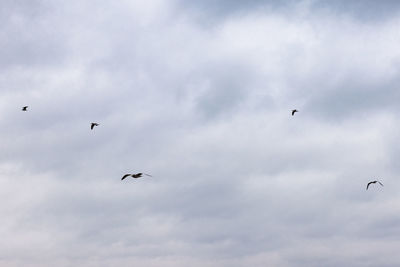 Low angle view of birds flying against sky