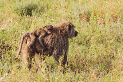 Baboon with cub walking on a field