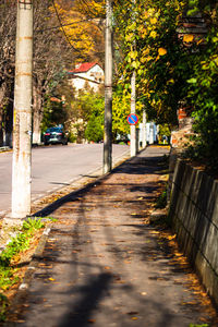 Footpath amidst trees in city