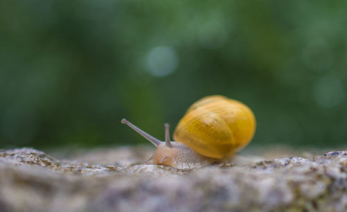 Close-up of snail on rock