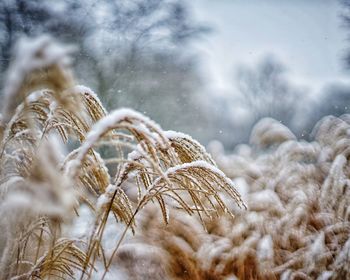 Close-up of snow covered plant