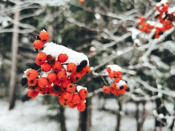 Close-up of frozen red berries