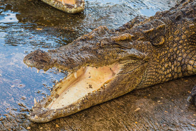 Crocodile with mouth open at lakeshore