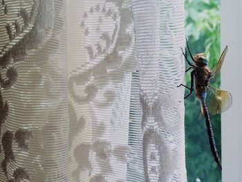 Close-up of insect on glass window
