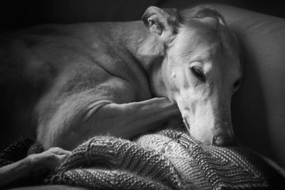 Close-up of dog sleeping on sofa