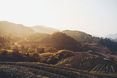 Scenic view of agricultural field against clear sky