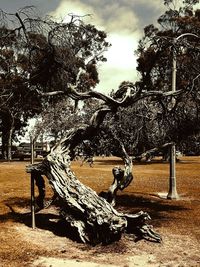 Trees on field against sky