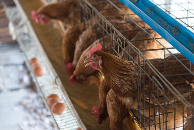 View of a bird in cage