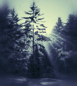 Trees in forest against sky