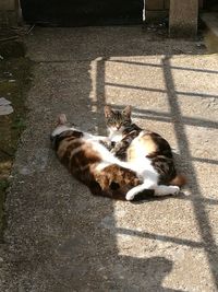 High angle view of cat sleeping on street