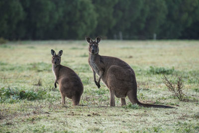 Deer on field