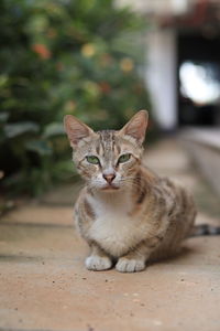 Portrait of cat sitting outdoors