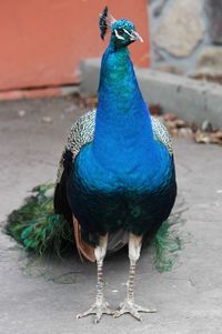 Close-up of peacock