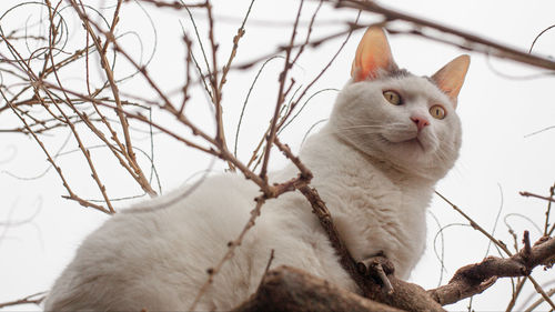 View of a cat looking away