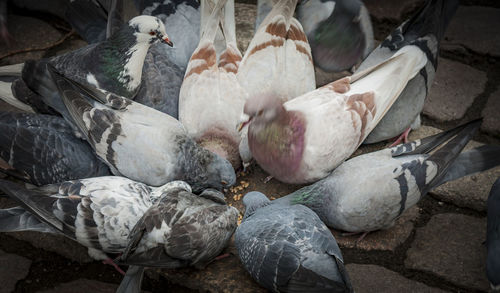 High angle view of birds in nest