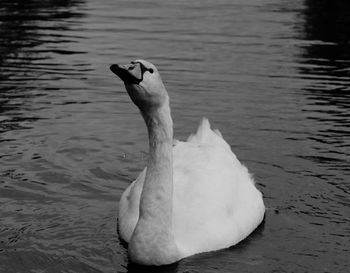 Swan swimming in lake