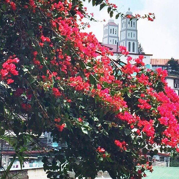 flower, building exterior, architecture, built structure, freshness, growth, tree, fragility, red, house, clear sky, low angle view, pink color, blossom, plant, blooming, in bloom, city, nature, day