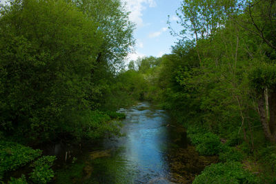 Scenic view of river amidst trees in forest