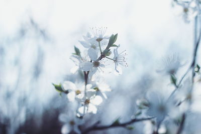 Close-up of flower on tree