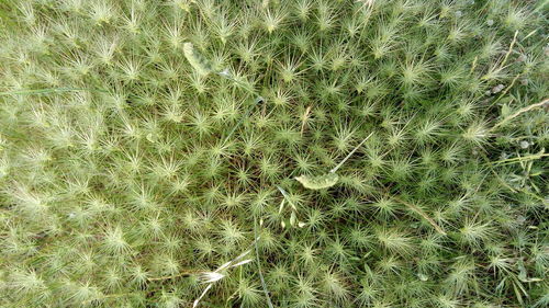 Full frame shot of cactus growing on field