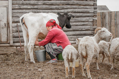 A woman in a red scarf milks a cow against the background of a log wall in a siberian village. 