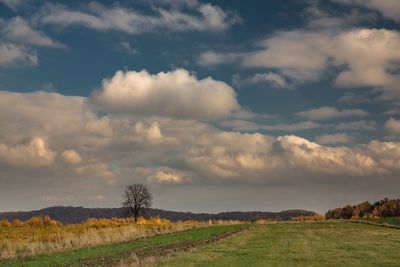 Scenic view of field against sky