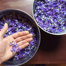 Close-up of hand holding purple flowers in bowl
