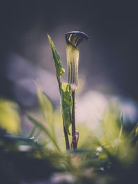 Close-up of flower on field