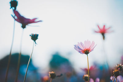 Close-up of flowering plants against sky