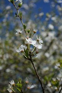 Close-up of white cherry blossoms in spring