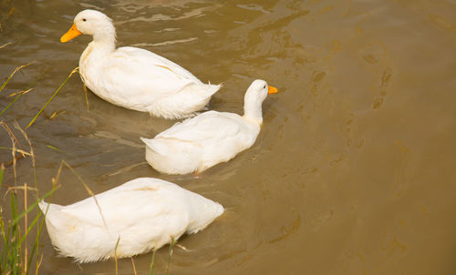 High angle view of swans swimming in lake