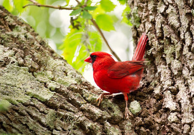 Close-up of a bird perching on tree trunk