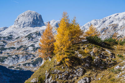 Scenic view of snowcapped mountains against clear sky