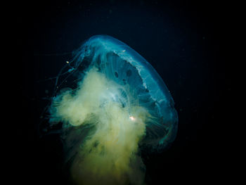 Close-up of jellyfish swimming in sea