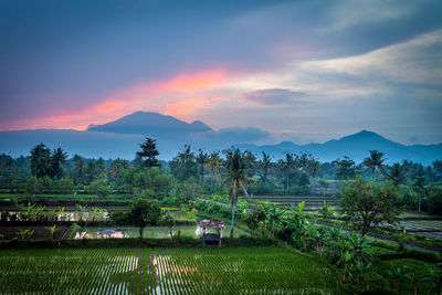 Scenic view of agricultural field against sky during sunset