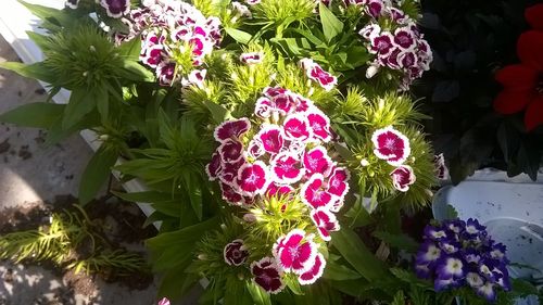 Close-up of pink flowers