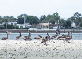 Pelicans at riverbank