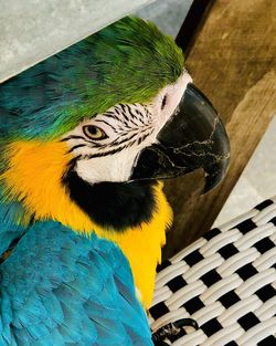 Close-up of a bird perching