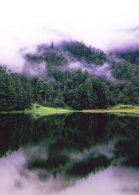 Reflection of trees in lake