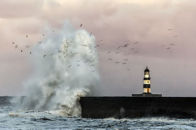 Flock of birds flying over sea against sky