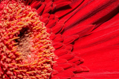 Close-up of red flower