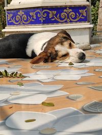 Close-up of a dog resting on table