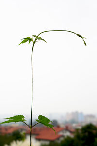 Close-up of plant against clear sky