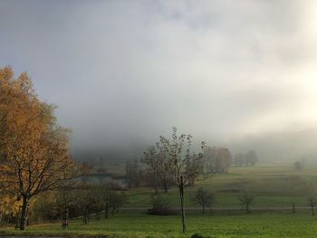 Trees on field against sky during foggy weather