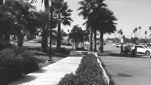 Palm trees against sky