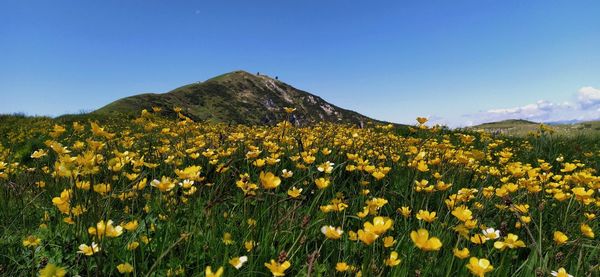 Yellow flowering plants on field against clear sky