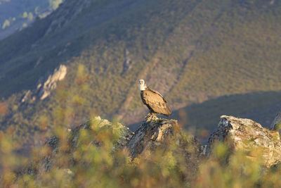 View of bird perching on rock